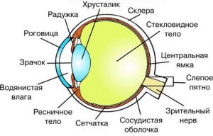 Строение глаза